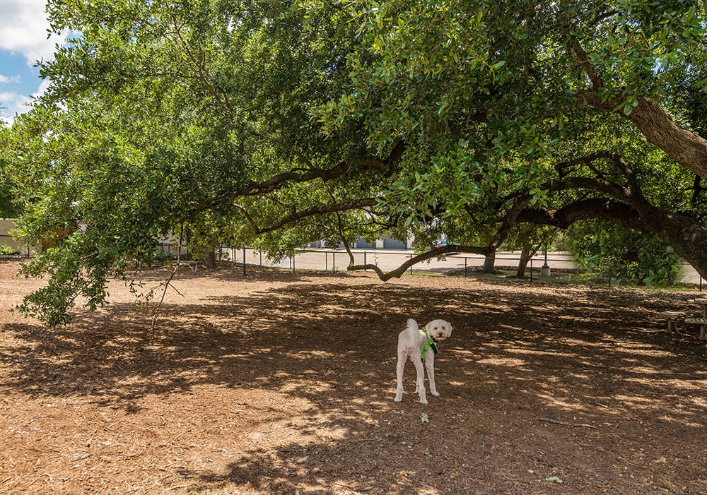 Paseo at Bee Cave photo