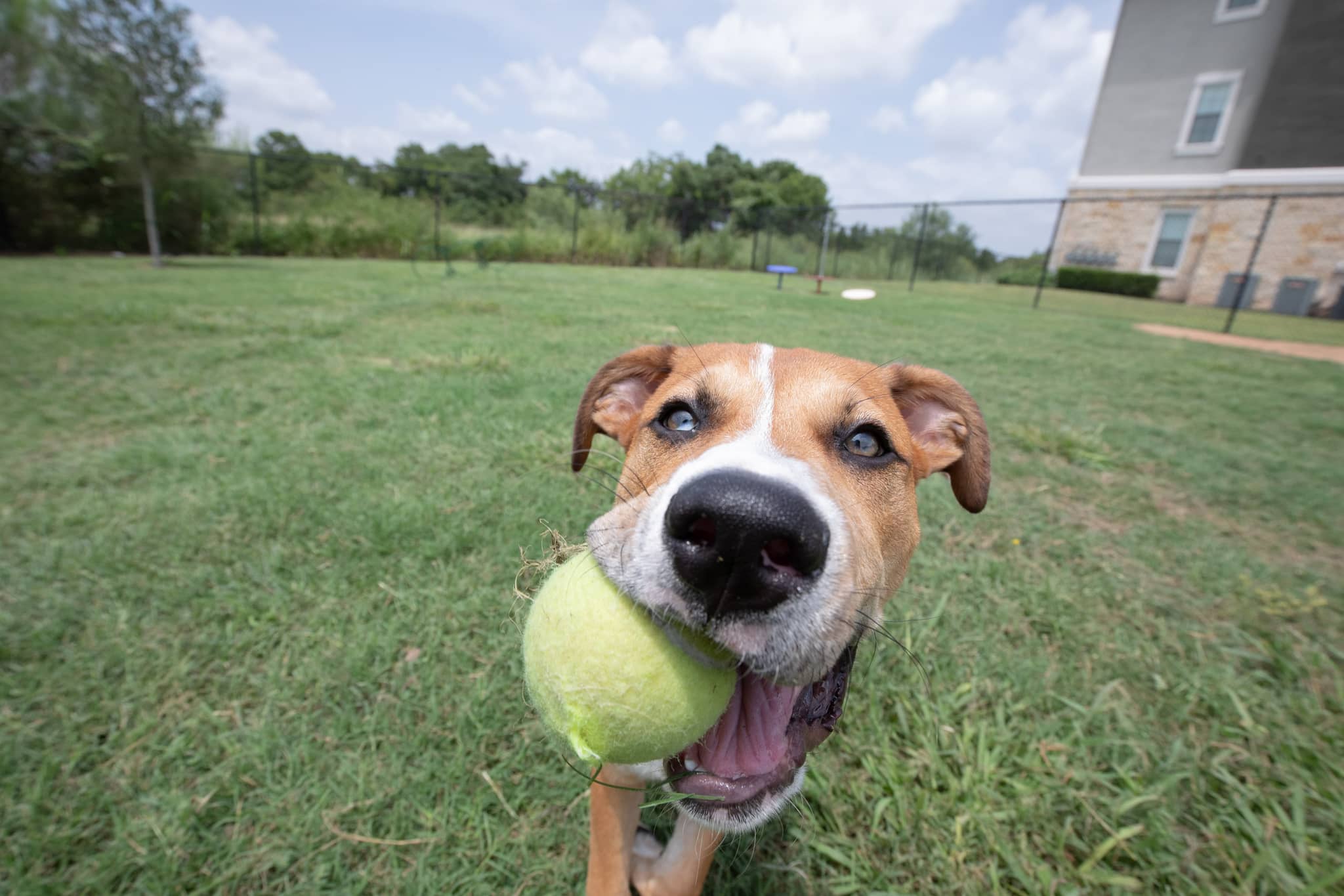 Cortland Southpark Terraces photo 28