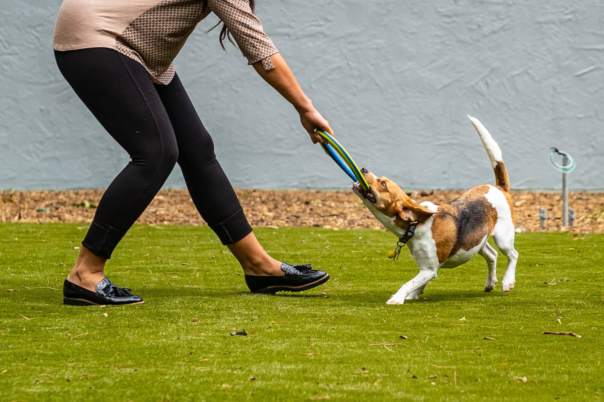 Cortland at the Village photo 32