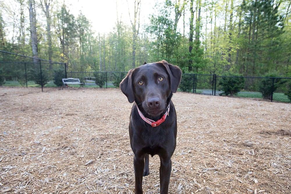 Cortland at RTP photo 21