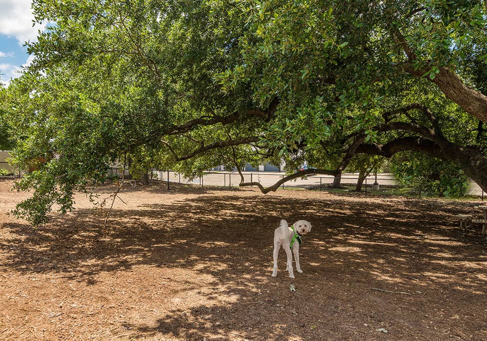 Paseo at Bee Cave photo 34